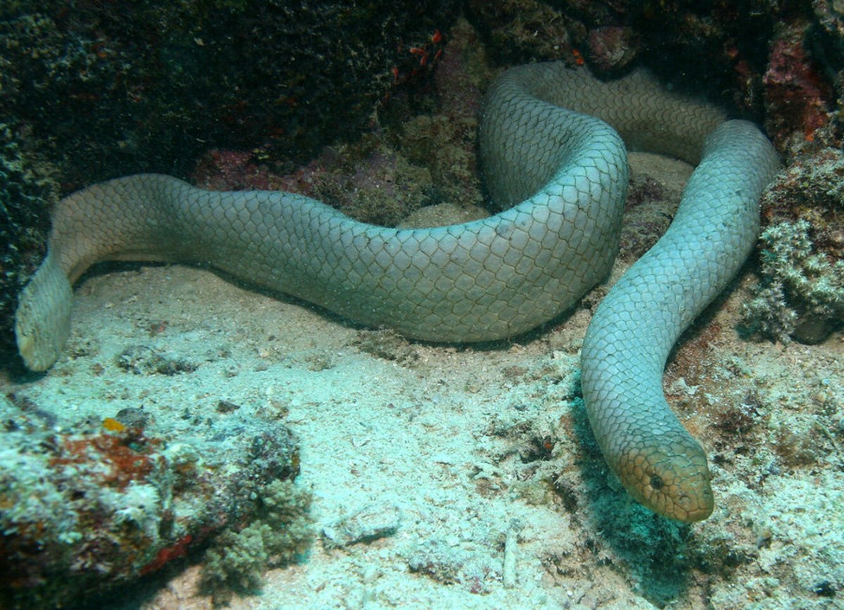 Глазчатый сцинк