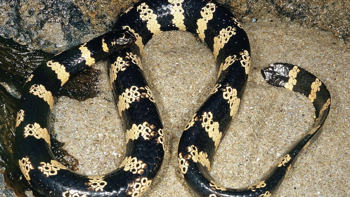 Желтобрюхий сцинк