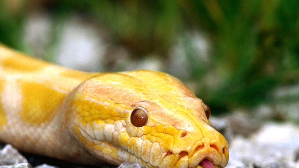 Желтая змея в России