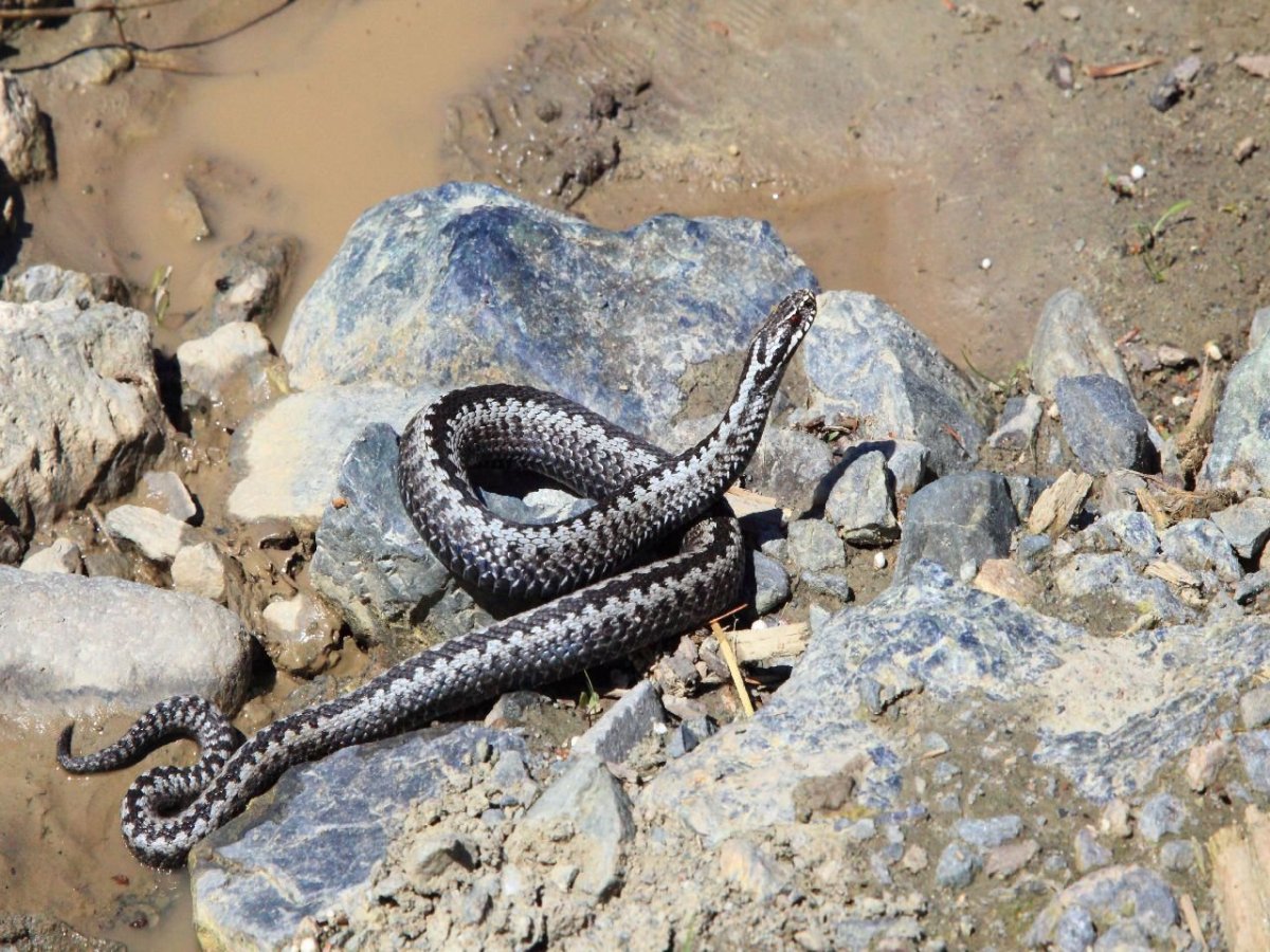 Полоз змея желтобрюхий