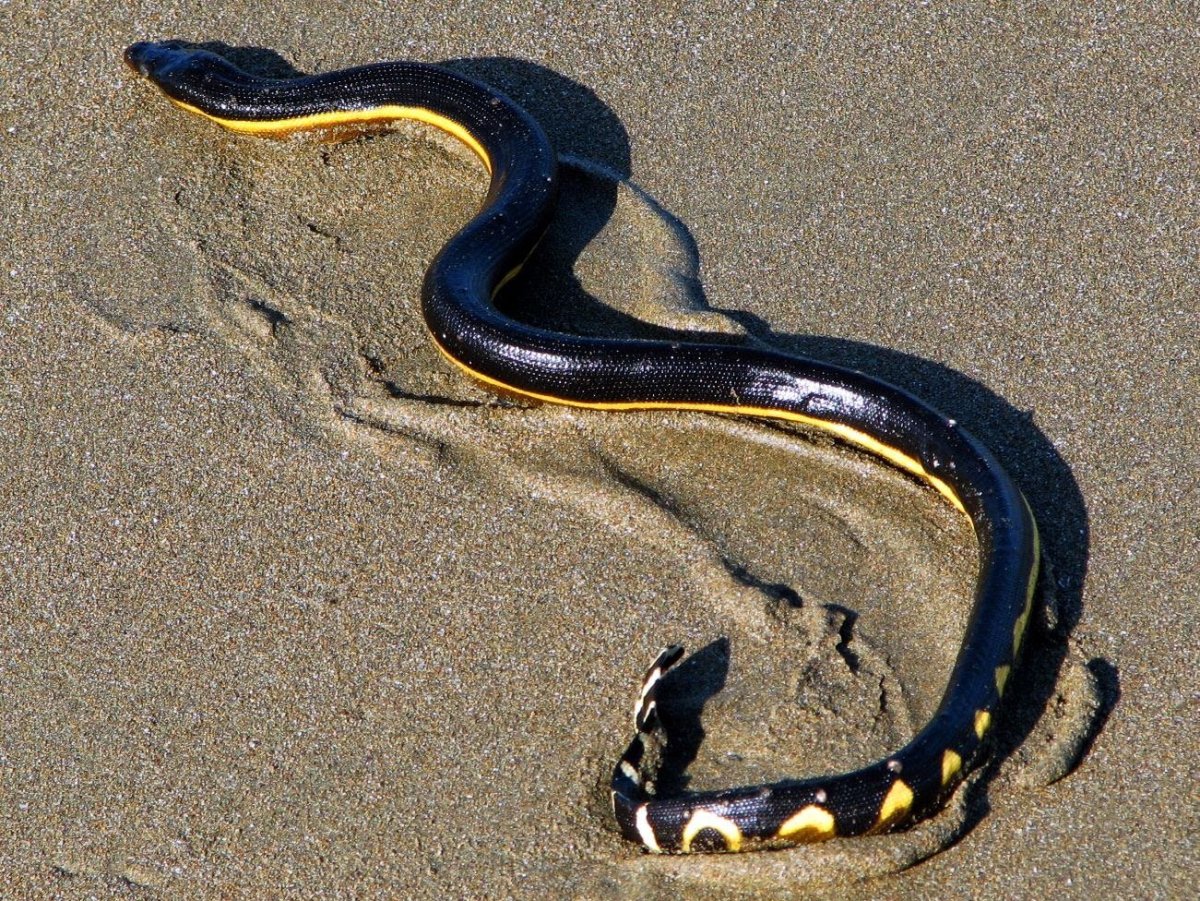 Морская змея пеламида