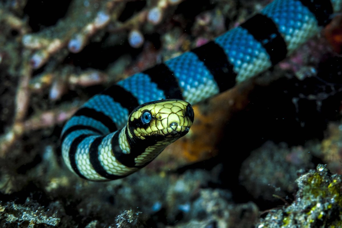 Wallpapers Hydrophis platurus