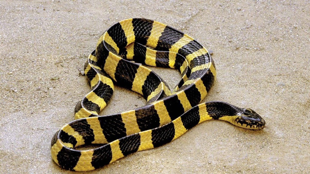 Черная водяная змея