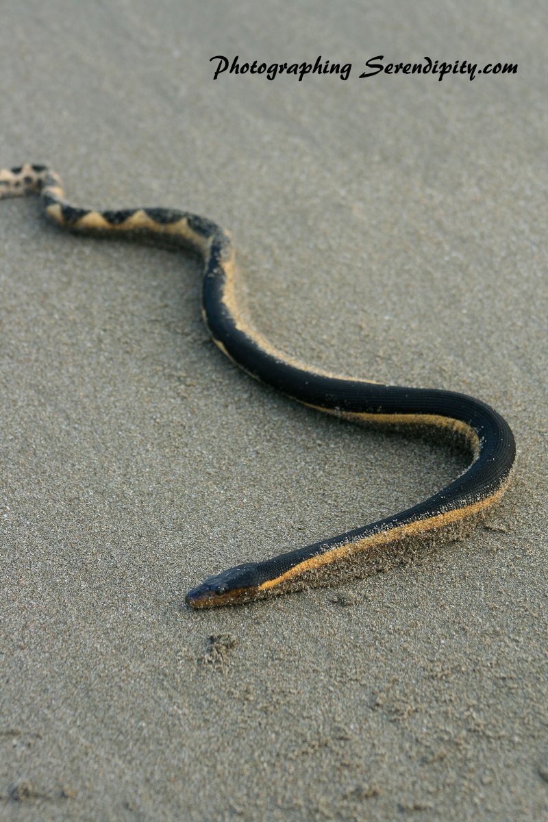 Змеи желтобрюхая морская