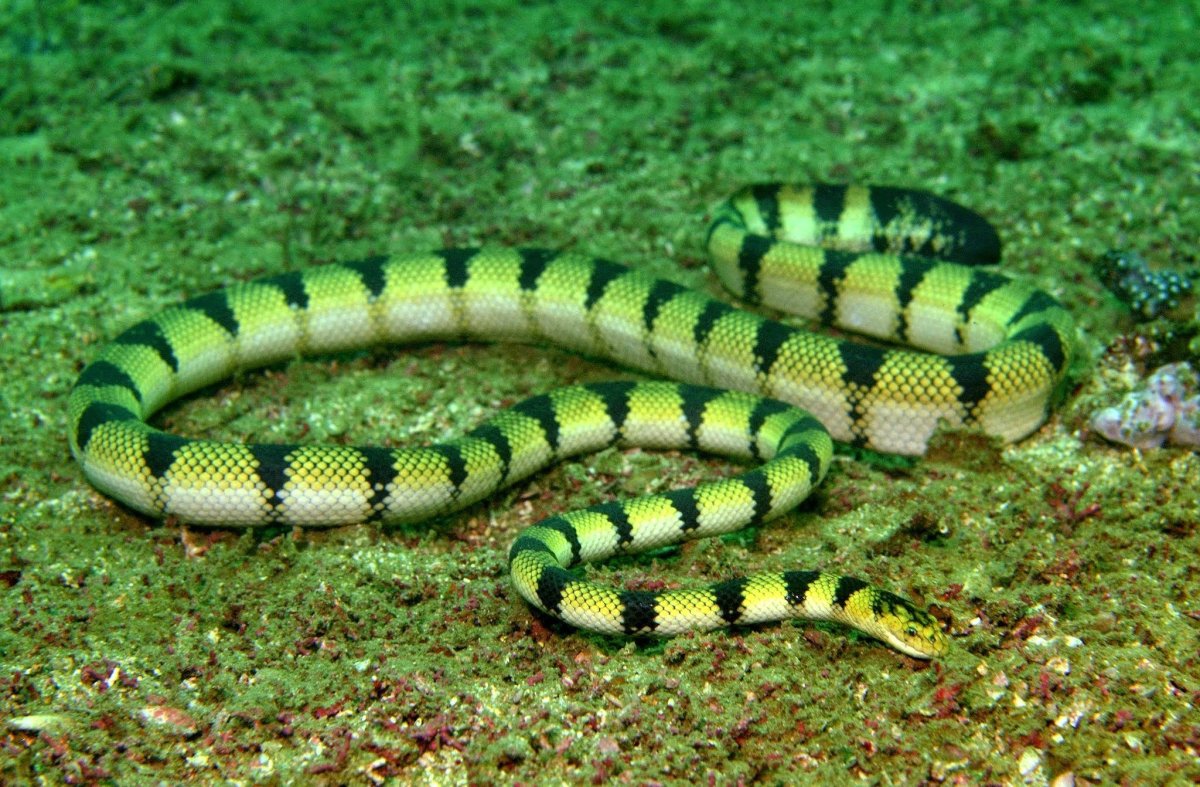 Морская змея пеламида