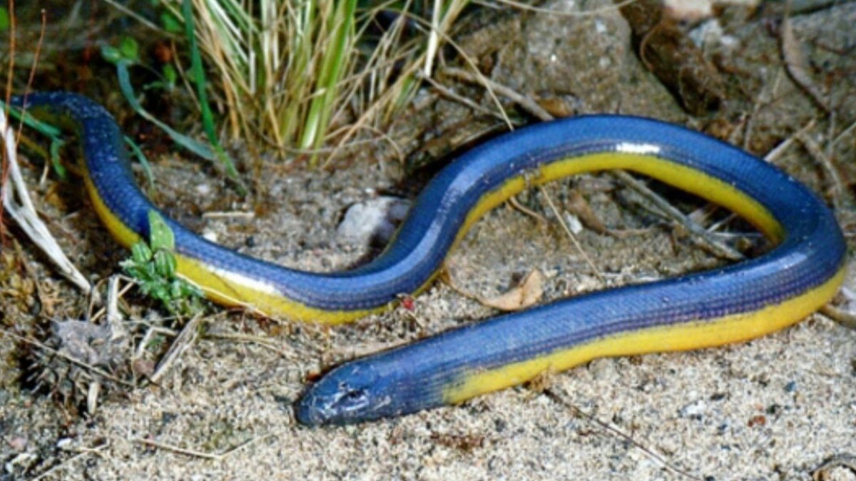 Черная водяная змея