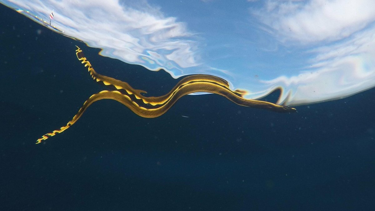 Гадюки в Азовском море