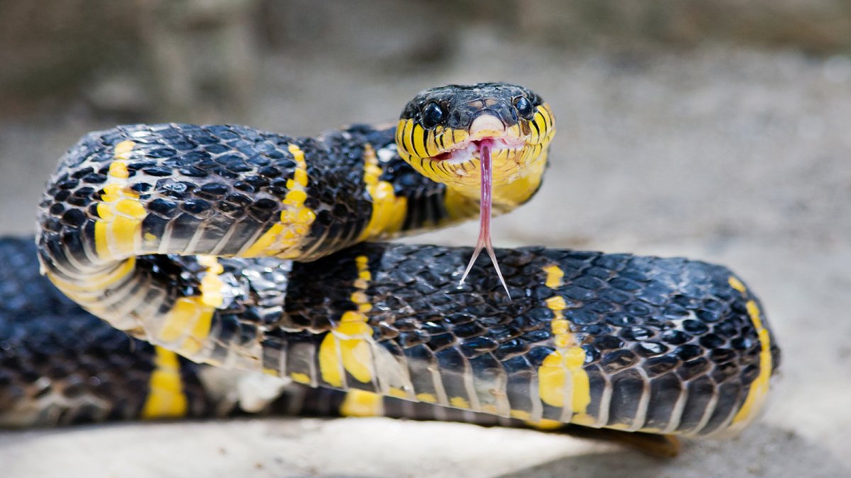 Гадюки в Азовском море