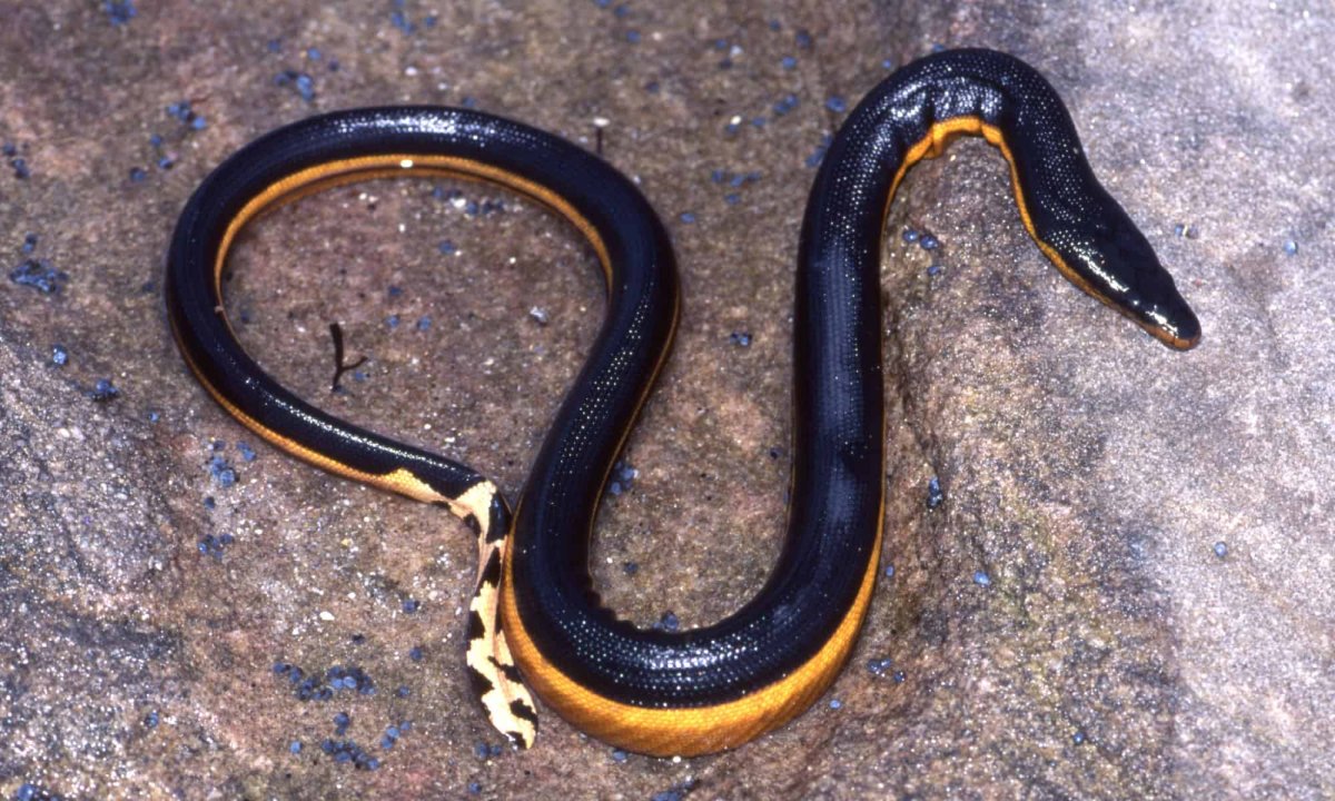 Змеи Карибского моря