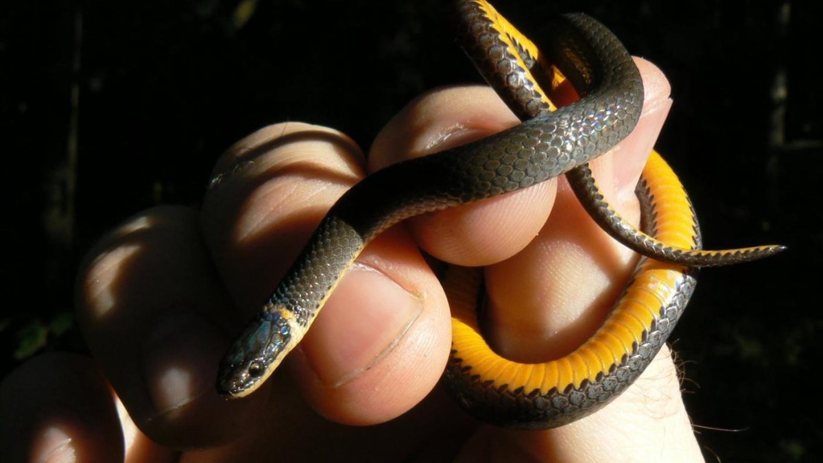 Желтобрюхий полоз Крымский