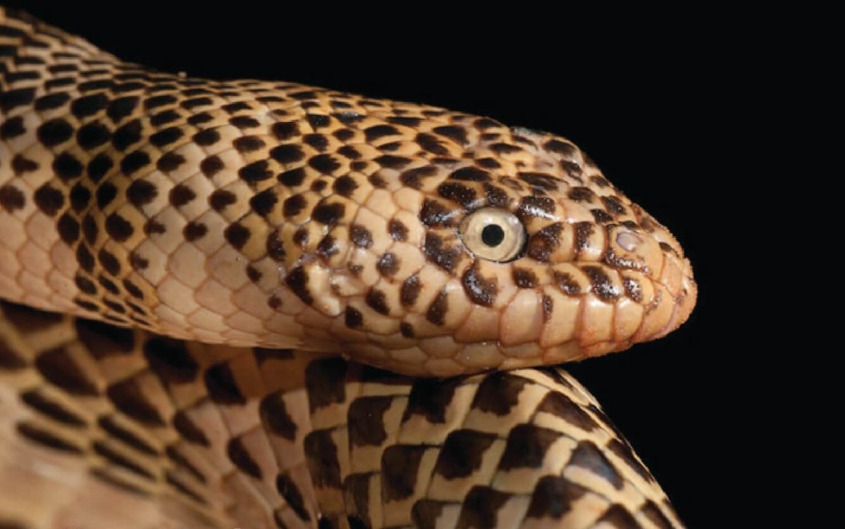 Морская змея Белчера