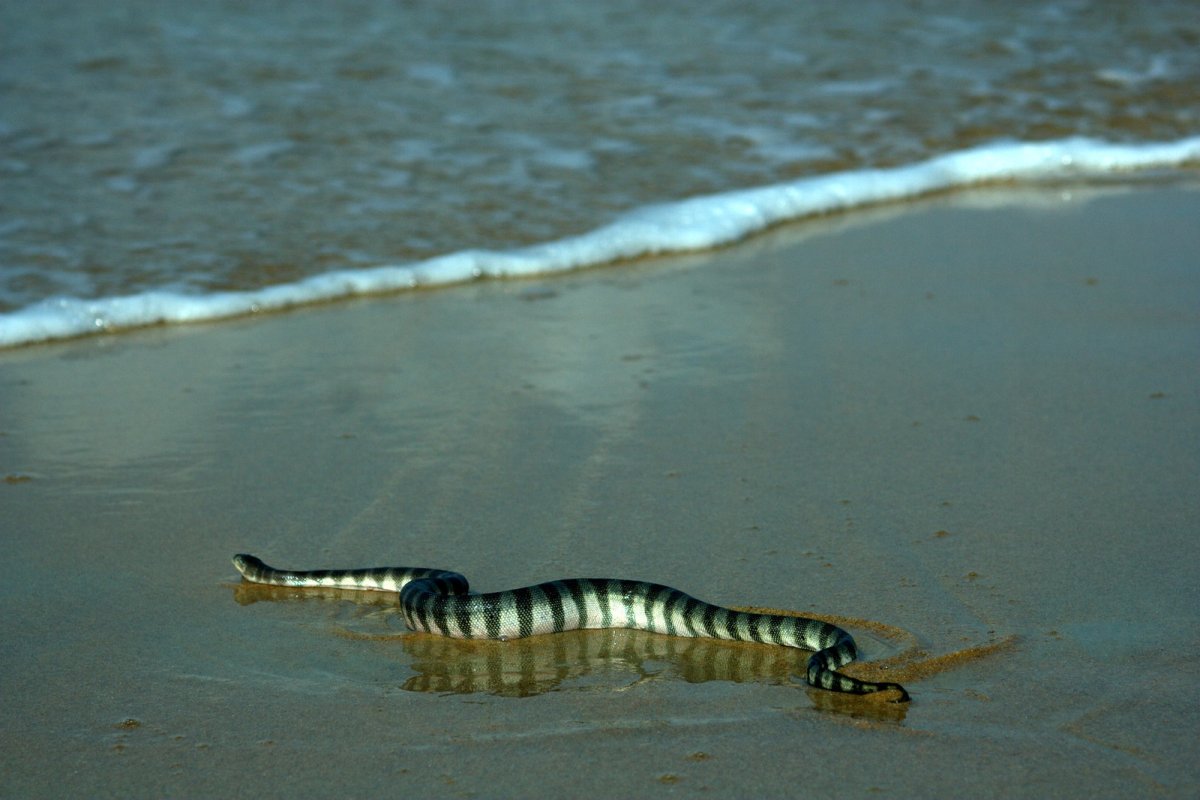 Змея черная с желтым брюхом