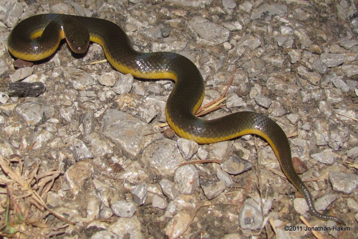 Куфия Шлегеля