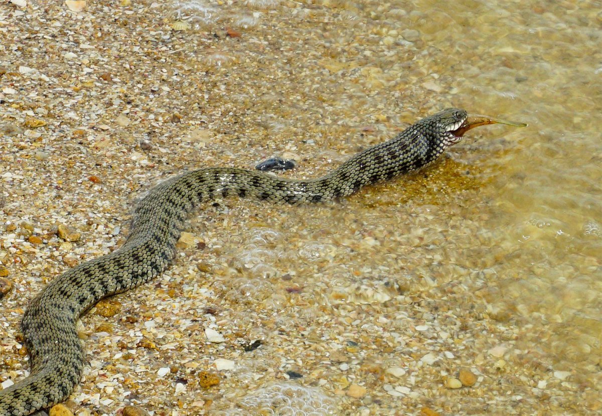 Угри морские змеи