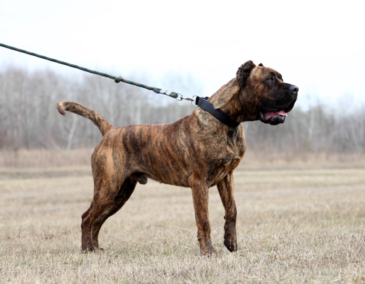 Испанский бульдог алано