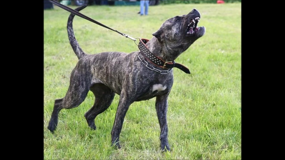 Канарский дог оскал