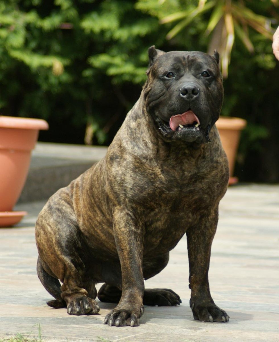 Retro photo Tarragona Dogo Canario