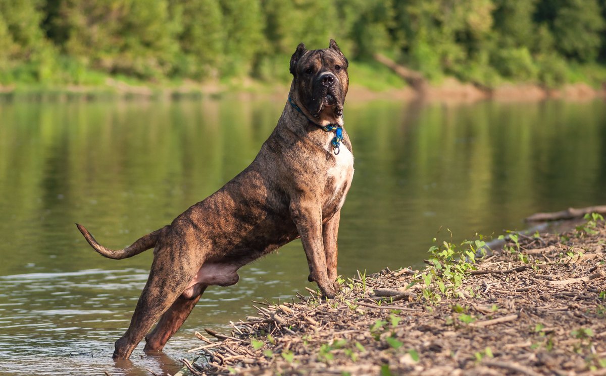 Пресса Канарио Канарский дог обои на рабочий стол