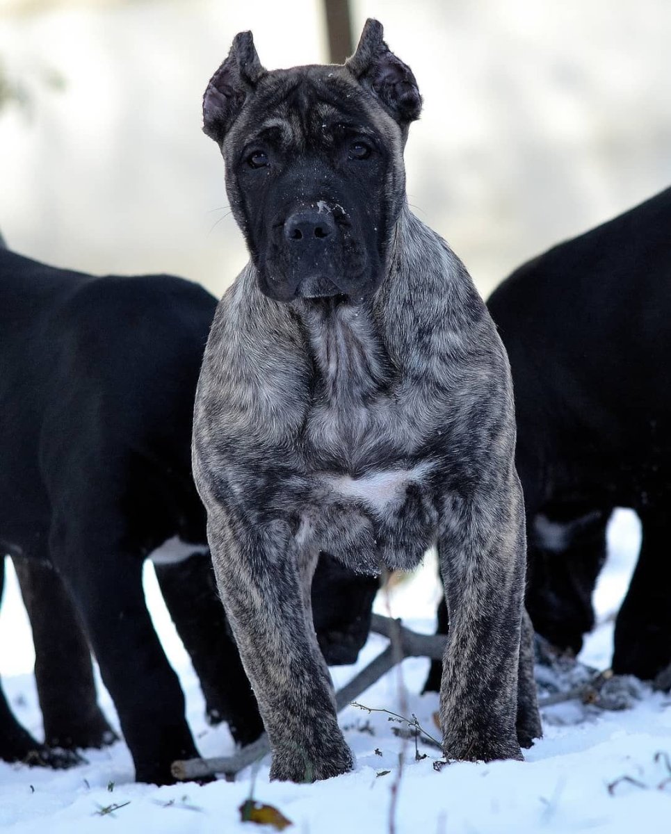 Канарский дог черный