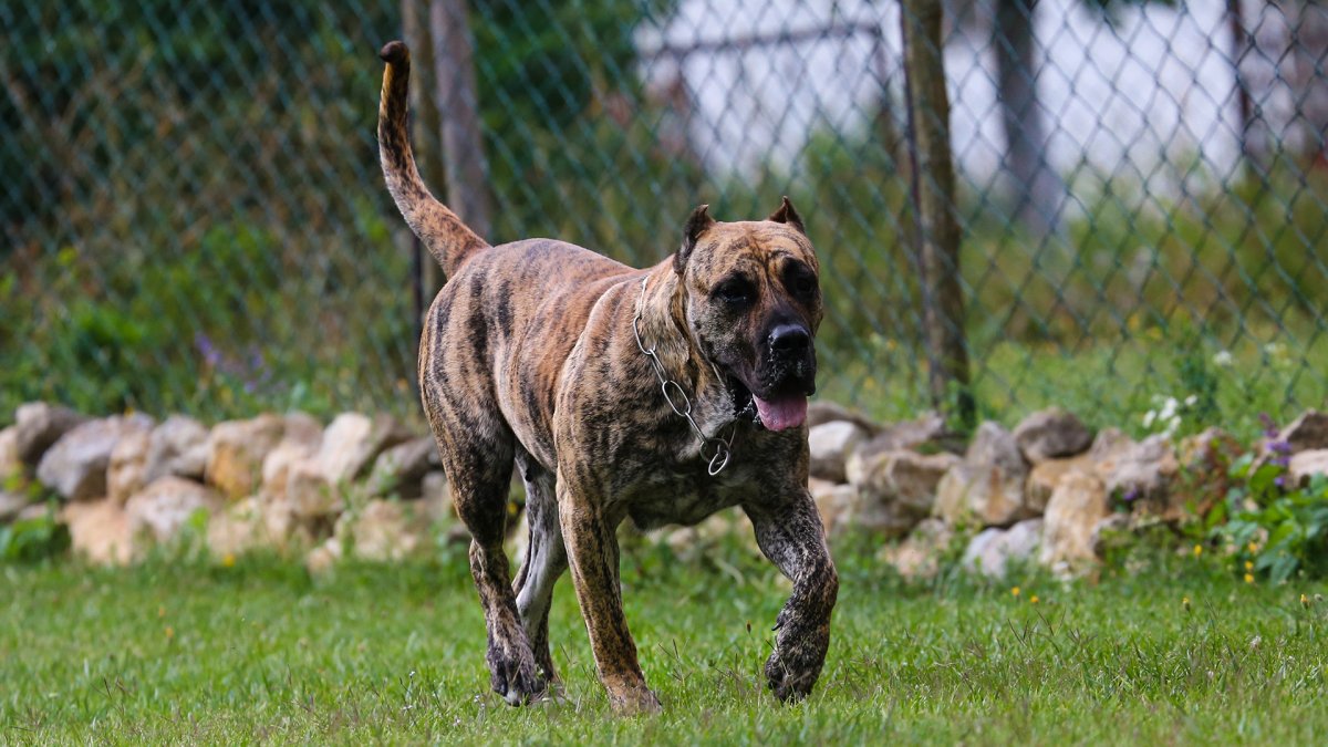 Канарский дог пресса Канарио