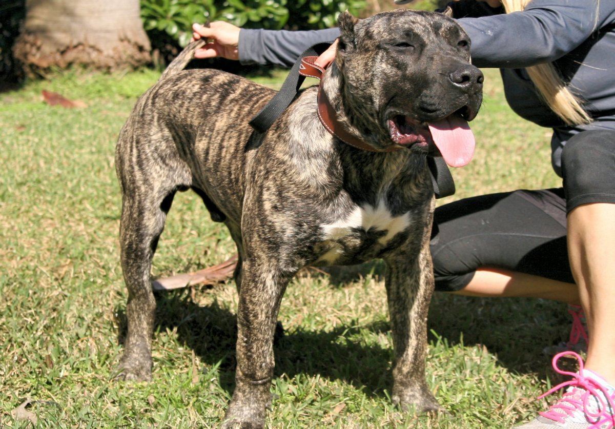 Канарский дог и Кане Корсо