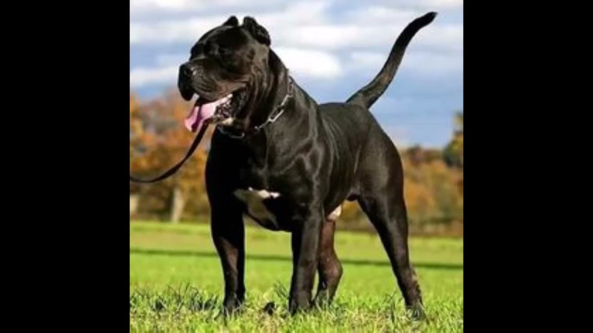 Канарский дог преса Канарио