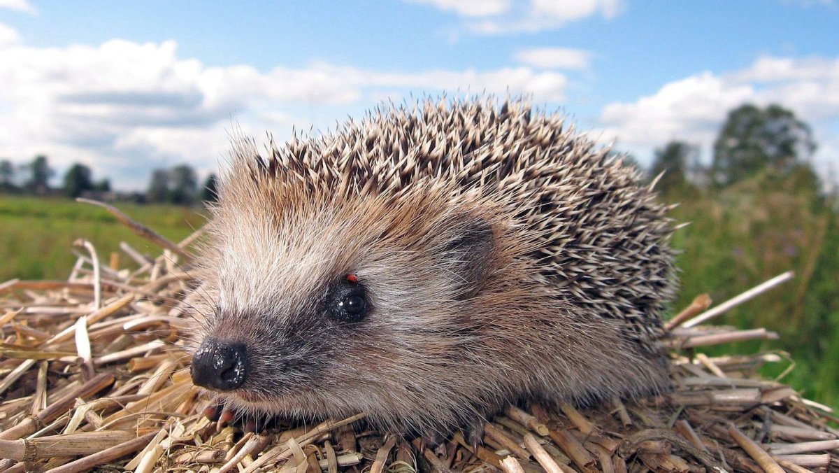 Картинки на рабочий стол Ежик