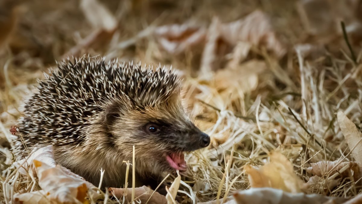 Ежик осенью