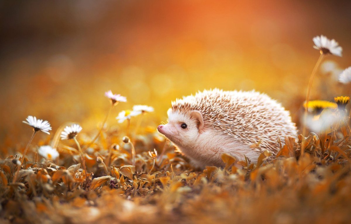 Оранжевый Ежик