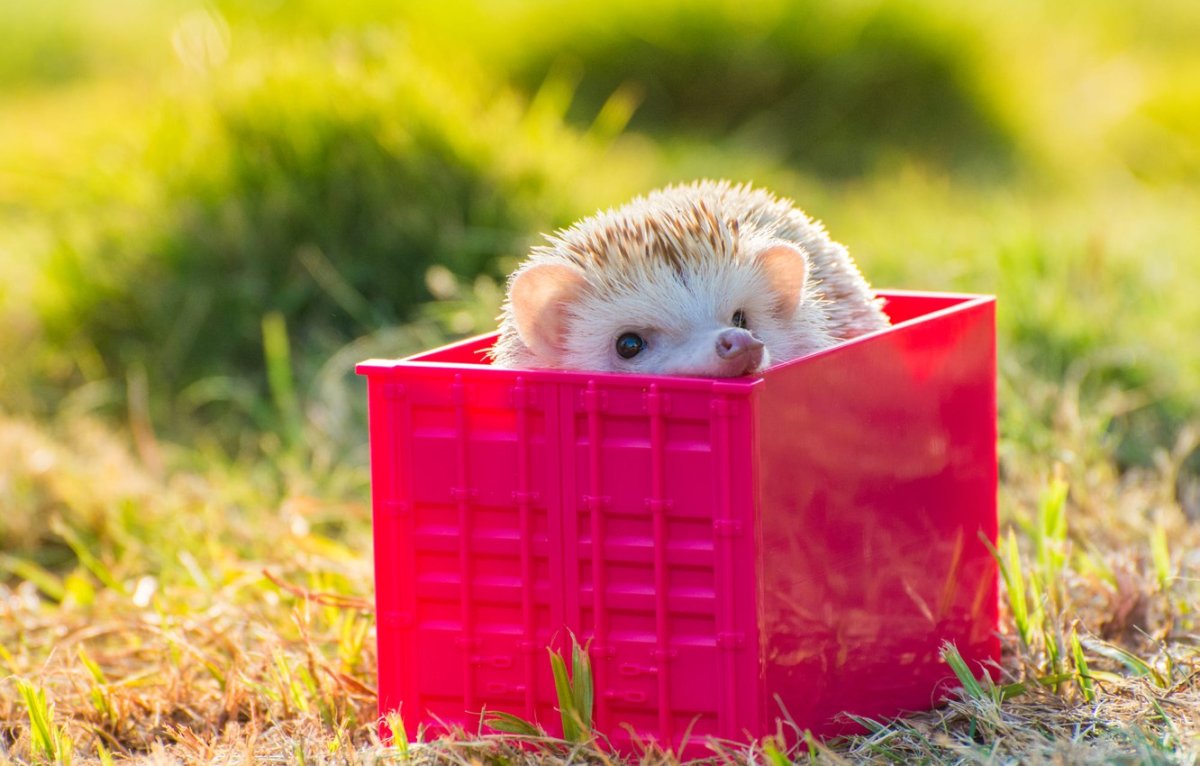 Ежик в коробке