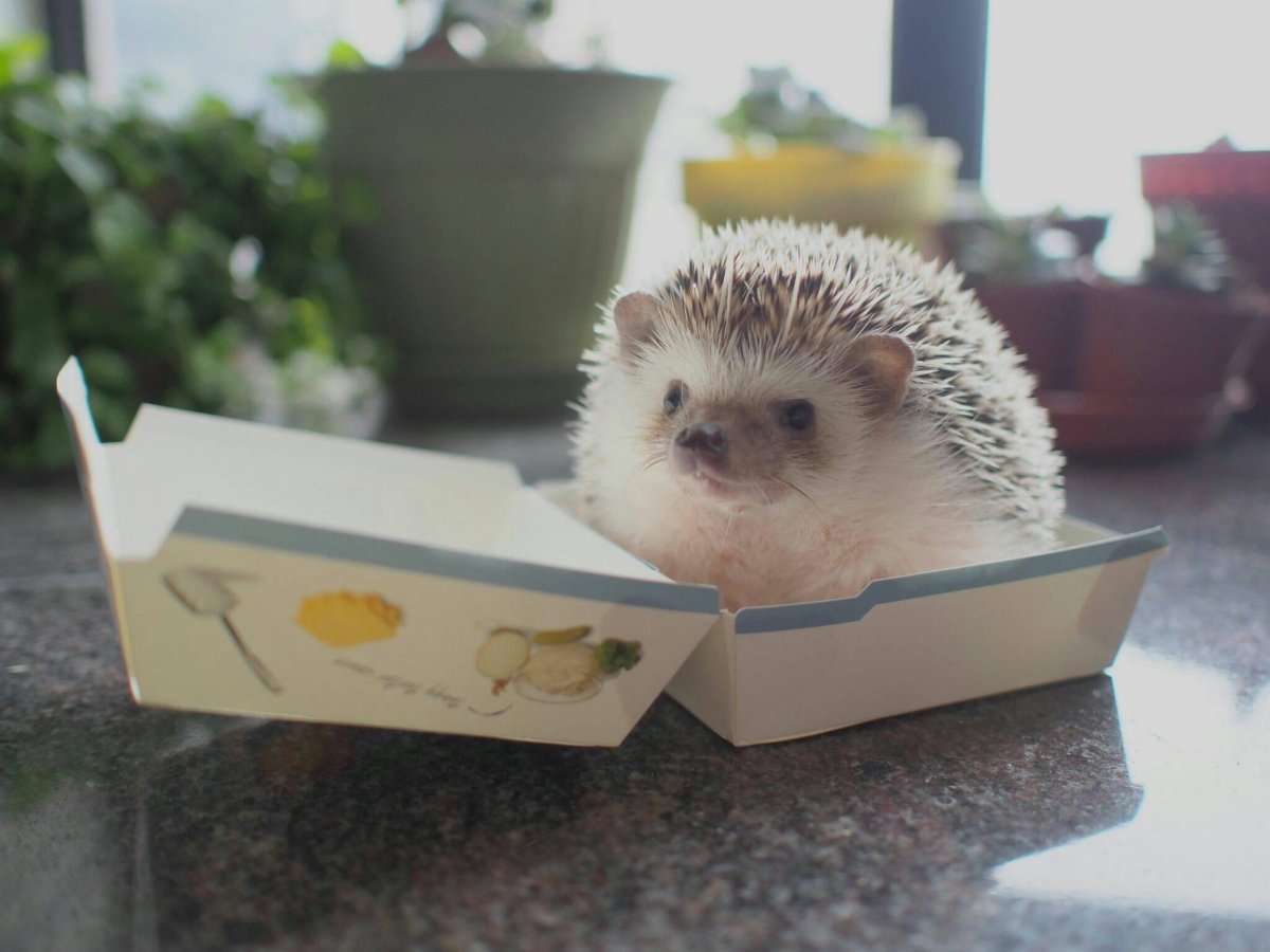 Мемы с ежиками милые