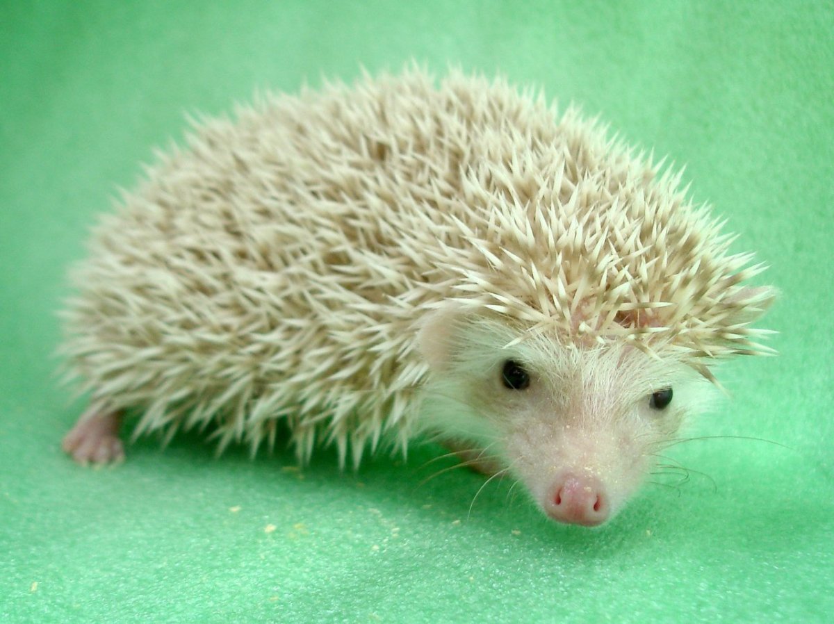 Африканский карликовый Ежик Ушастый