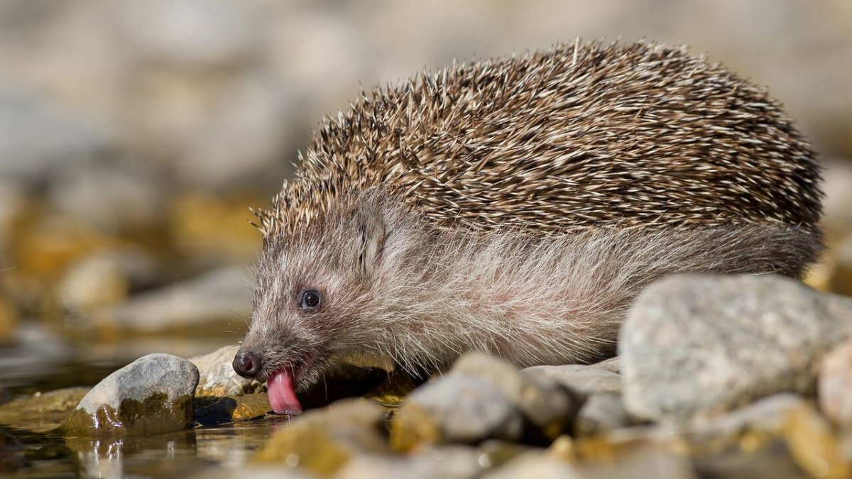 Ёж белогрудый (ёж белобрюхий)