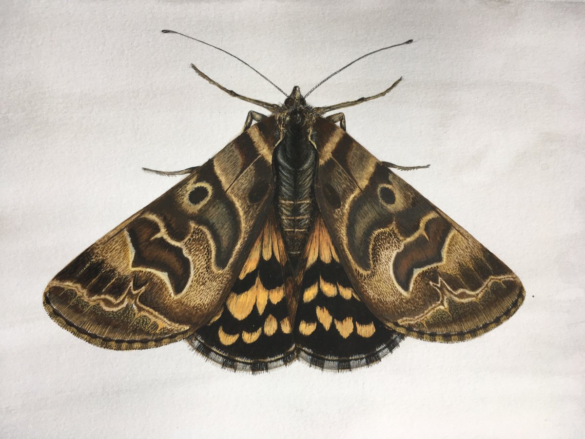 Eva Moth