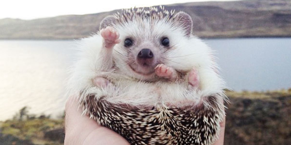 Ежик машет лапкой