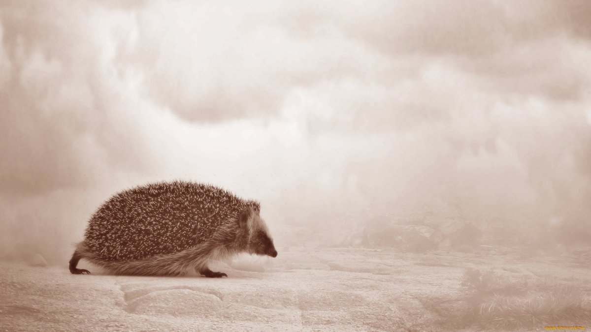 Обои на рабочий стол Ежик в тумане