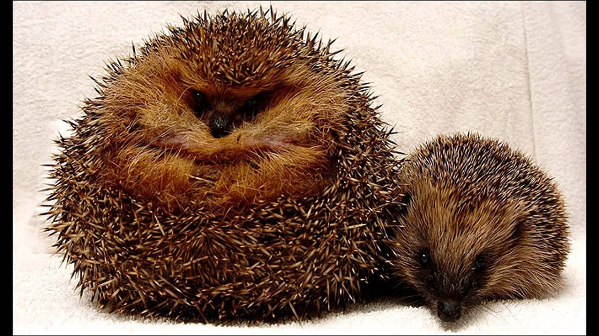 Очень толстый Ежик