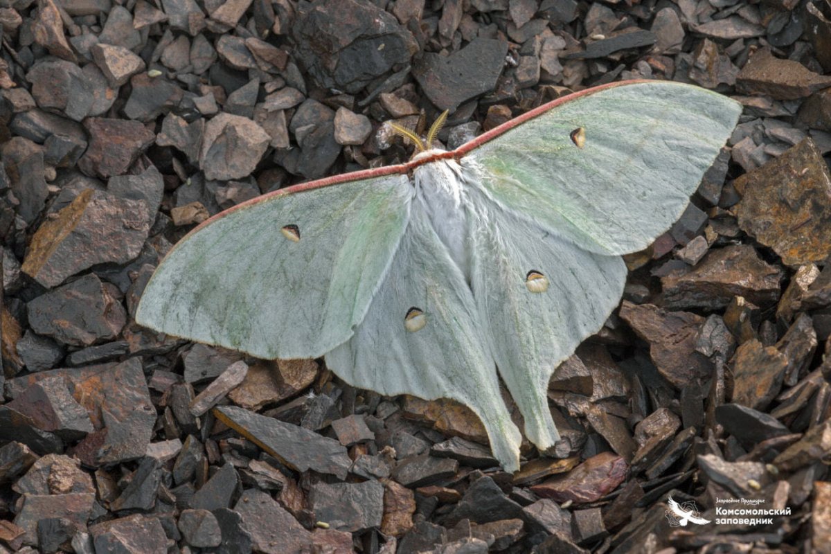 Бабочка Павлиноглазка Сатурния Артемида