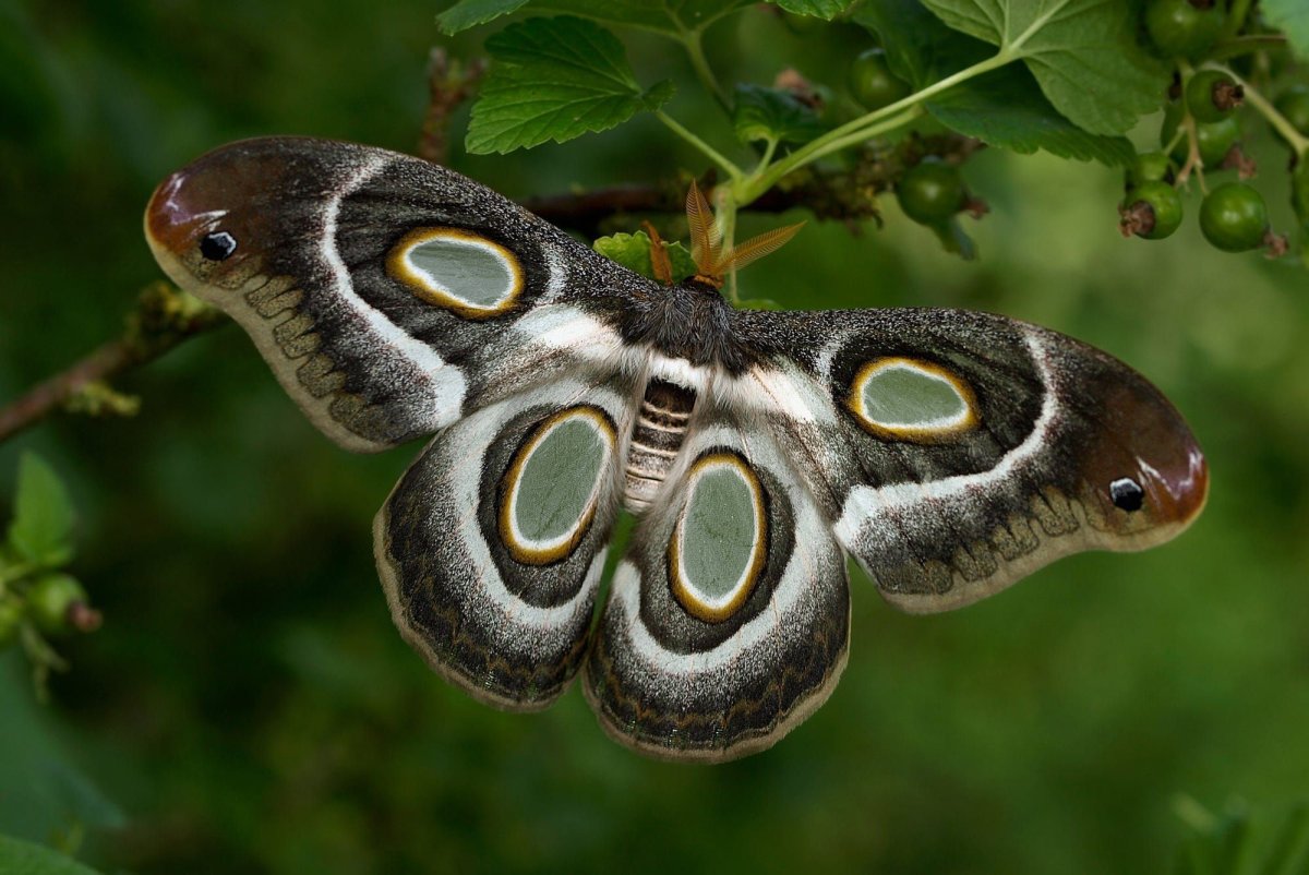 Бабочка Сатурния Павлиноглазка