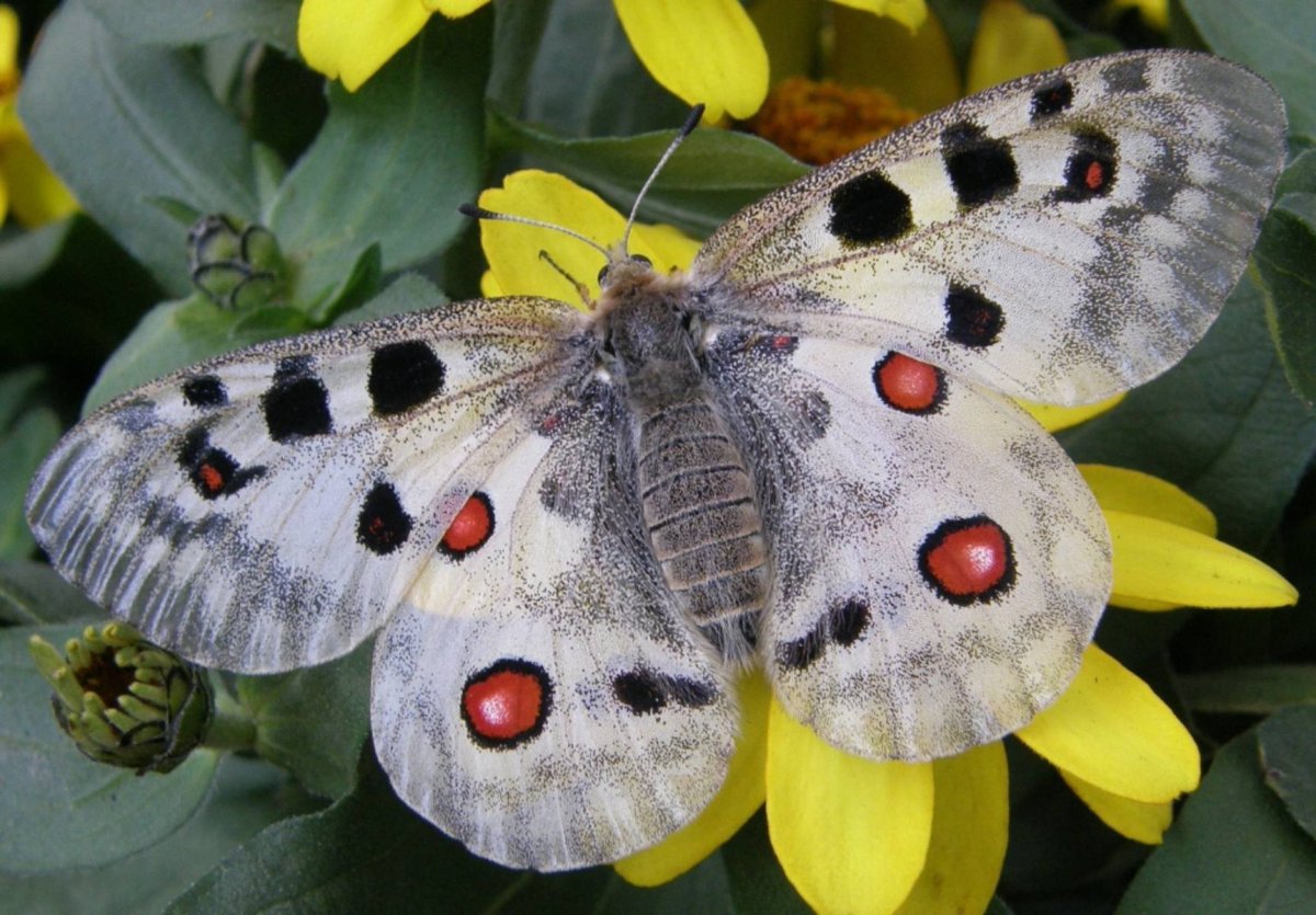 Аполлон обыкновенный (Parnassius Apollo, Linnaeus, 1758)