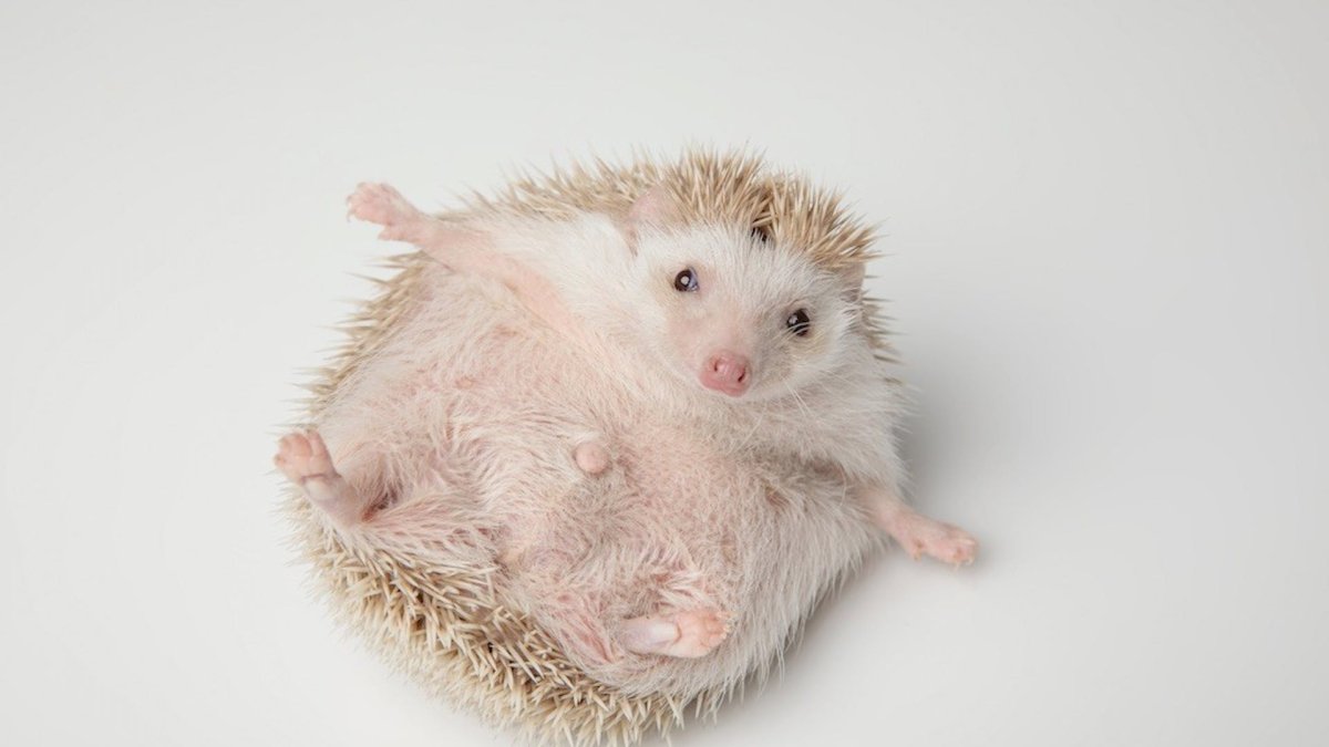 Ежик на спине