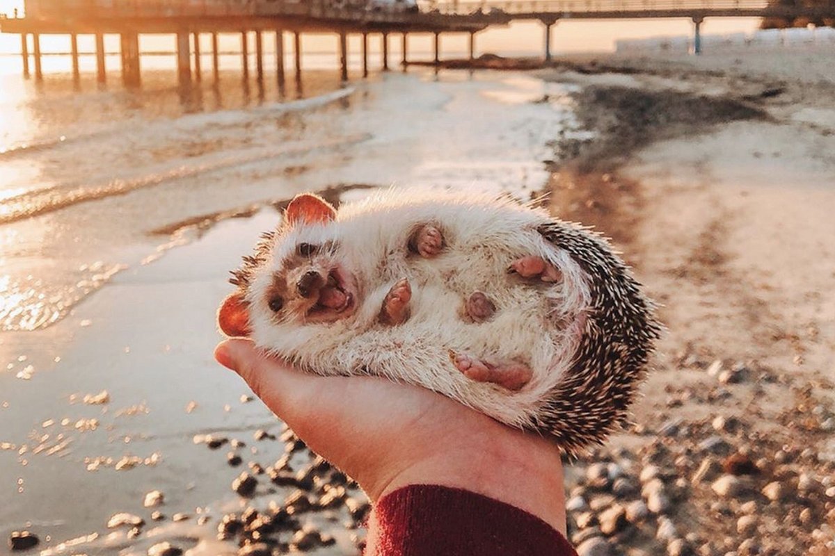 Открытка животных вместо фото