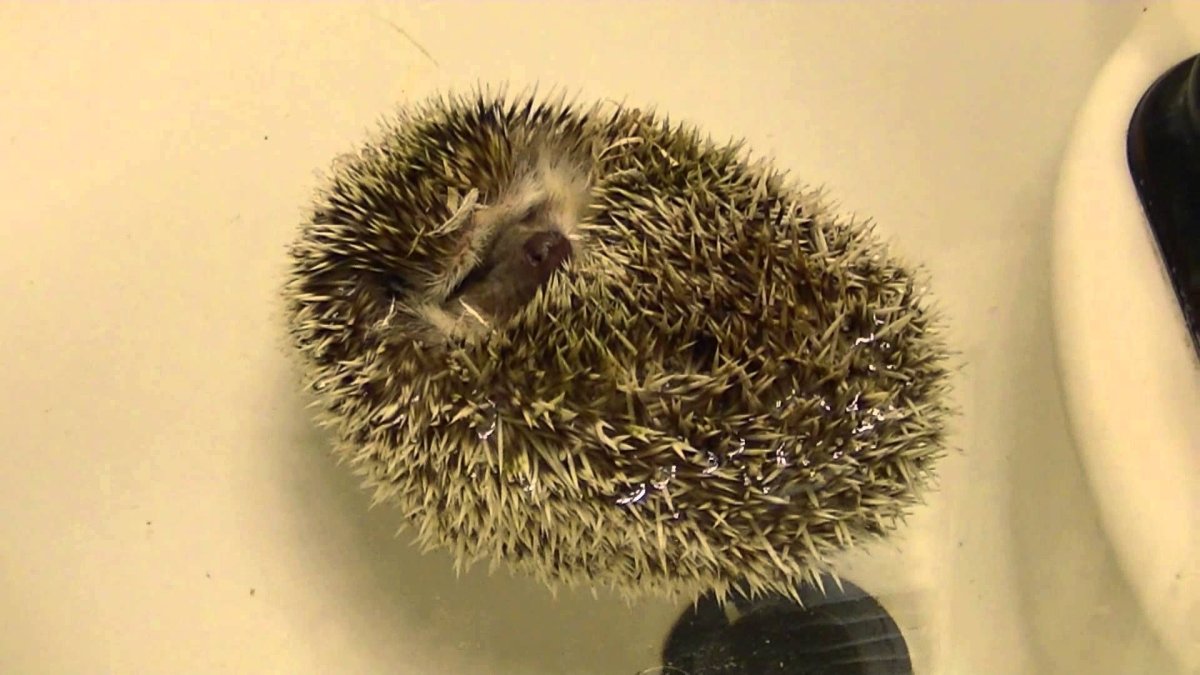 Ежик сворачивается в клубок