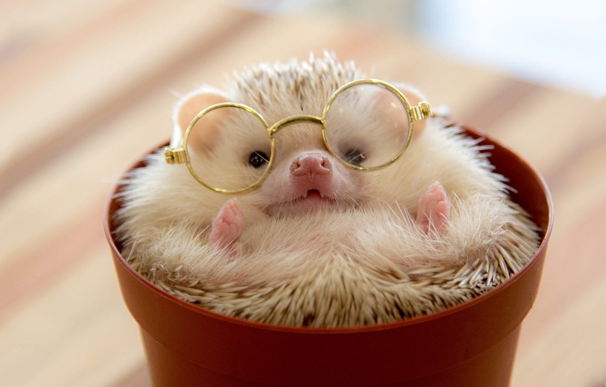 Милые ежики