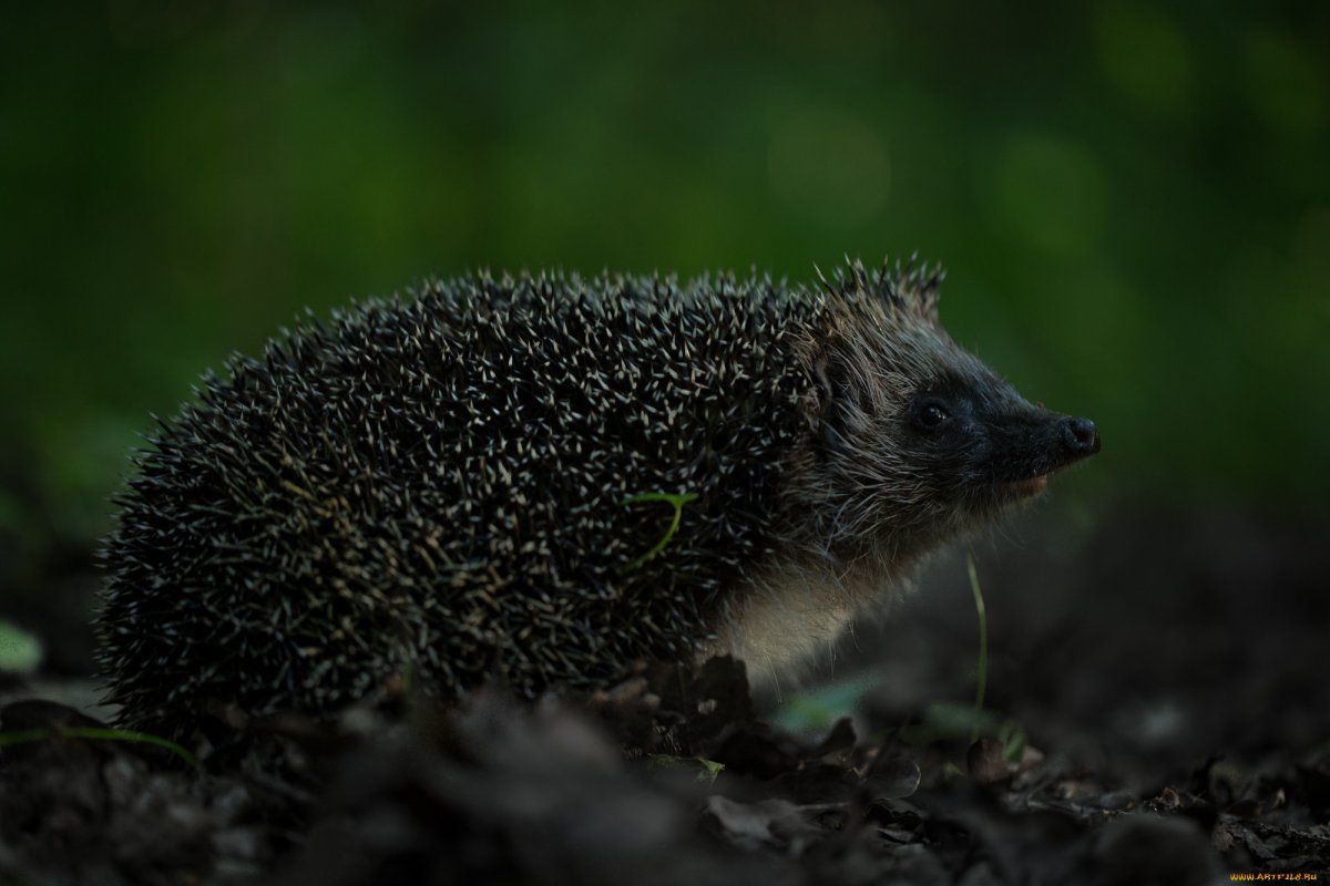 Обыкновенный ёж