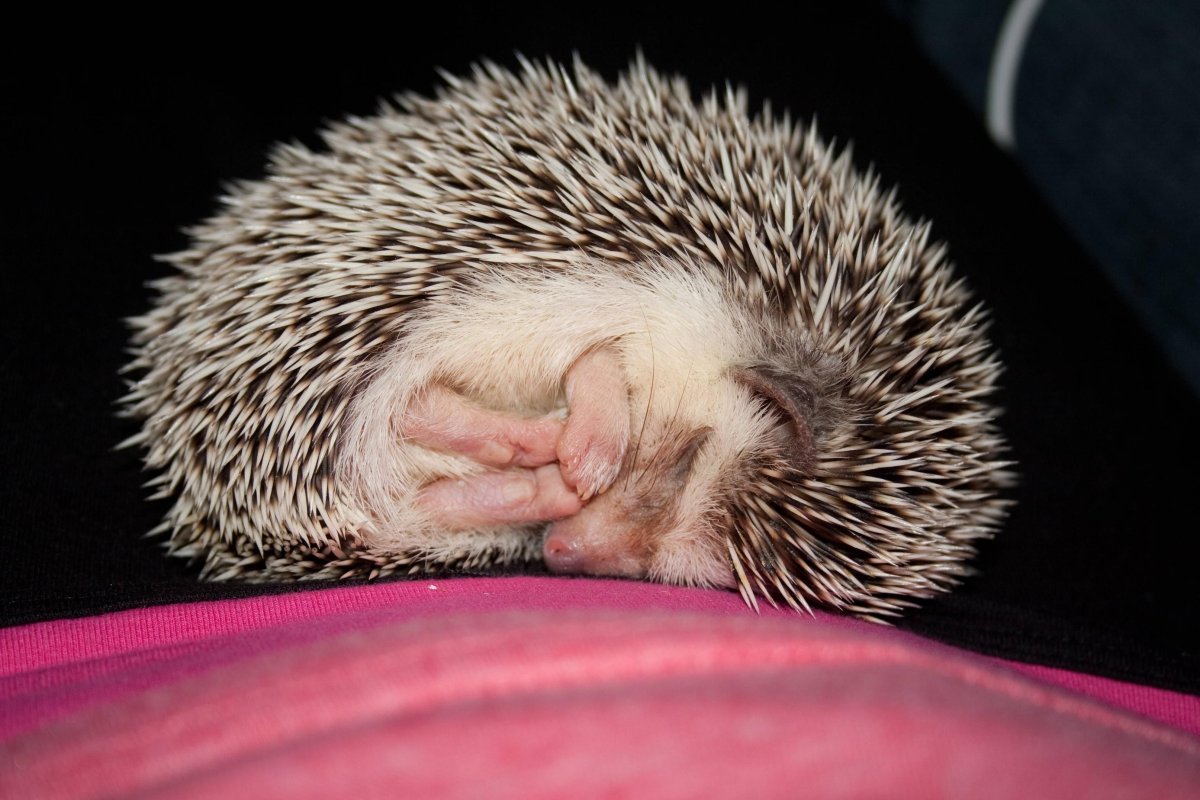 Ежик лежачий