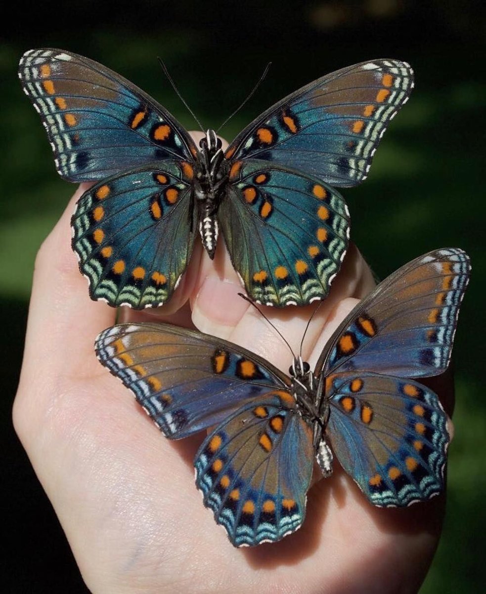 АРВОХ Капалак расми