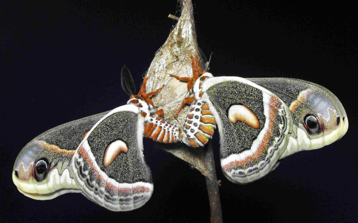 Мотылек Cecropia