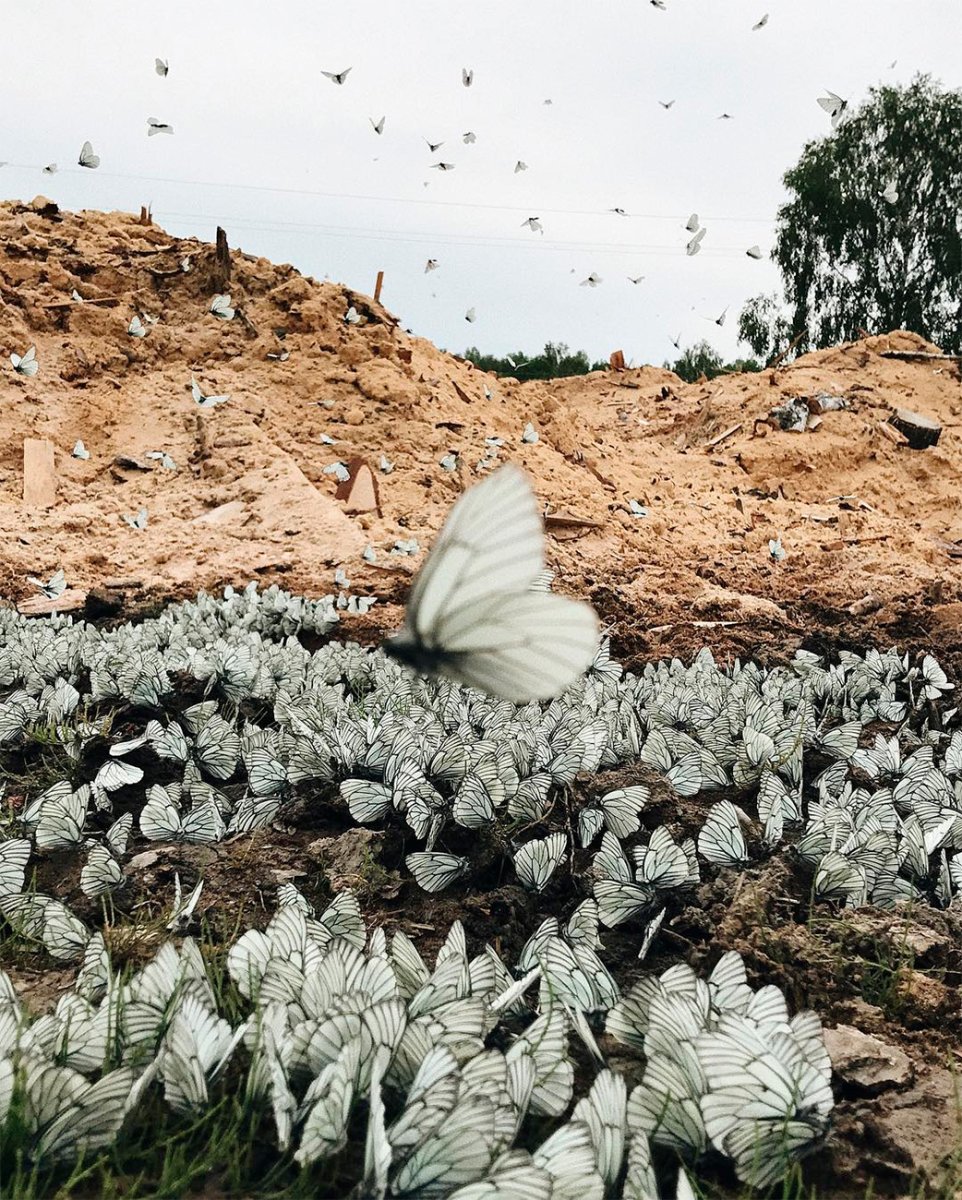 Нашествие бабочек капустниц