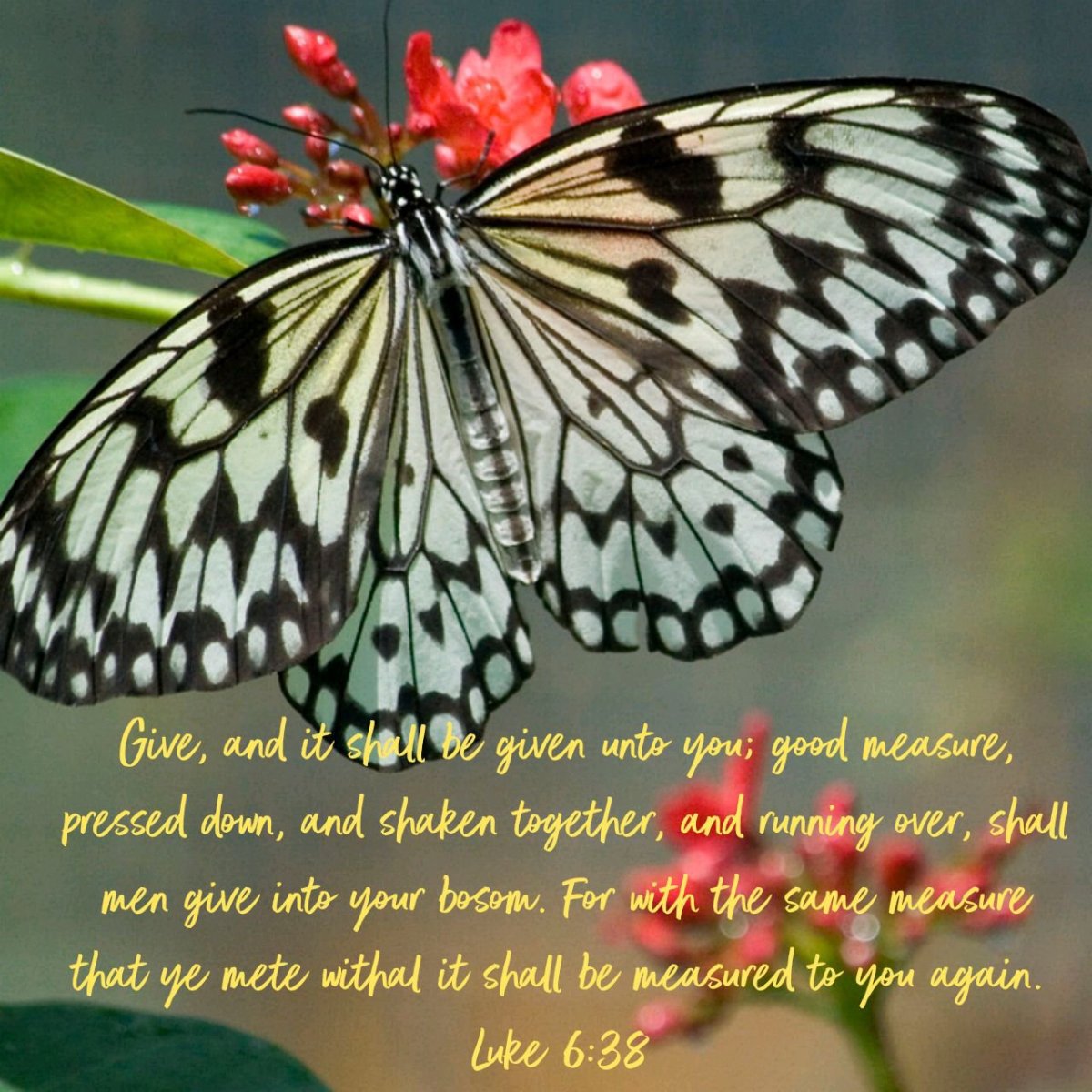 Бабочки дальнего Востока